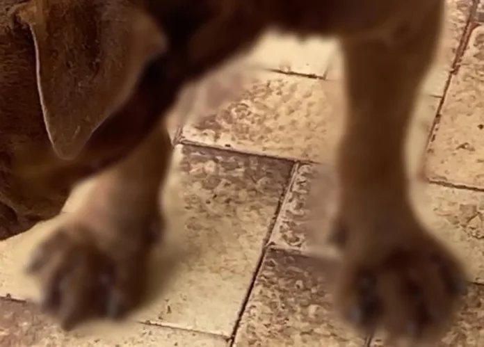 Foto: Polícia Ambiental/Divulgação