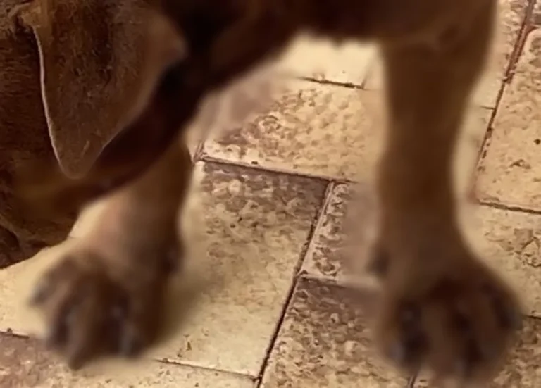 Morador de Penápolis é multado em R$ 6 mil por maus-tratos a cães pitbull