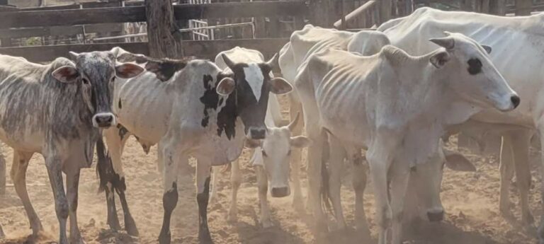 Proprietário rural de Guararapes é multado em R$ 750 mil por maus-tratos a 249 bovinos