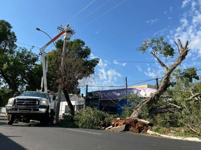 Árvore de grande porte cai em Araçatuba e interdita trânsito na avenida Waldemar Alves