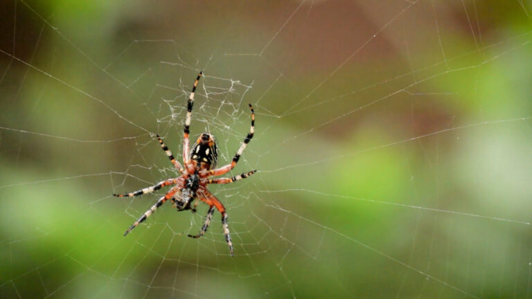 Acidentes causados por aranhas são a segunda maior causa de envenenamento no Brasil
