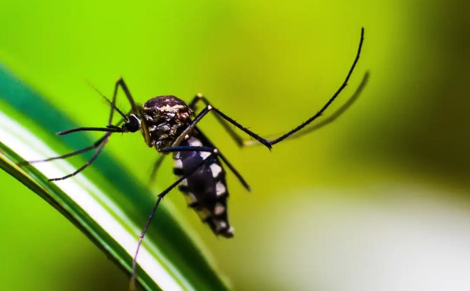 Captura de tela 2024-10-10 190457