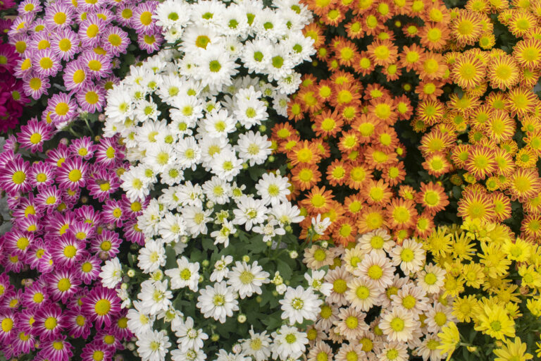 CEAGESP: Finados gera expectativa de 251 toneladas de flores comercializadas