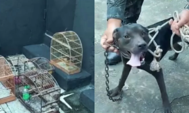 Multa de quase R$ 70 mil: Cachorro e aves silvestres são encontrados em situação de maus-tratos em Guarujá