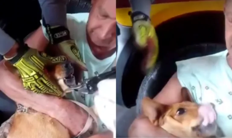 Cadela fica com osso preso na mandíbula e tutor pede ajuda ao Corpo de Bombeiros;VÍDEO