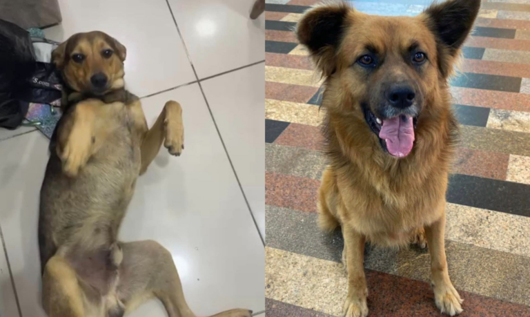 Dois cachorros são encontrados carbonizados em Guarujá e Polícia Civil investiga autoria do crime