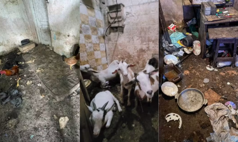 Cabrito é morto a pauladas, e homem é investigado por maus-tratos a 70 animais em Itanhaém; VÍDEO