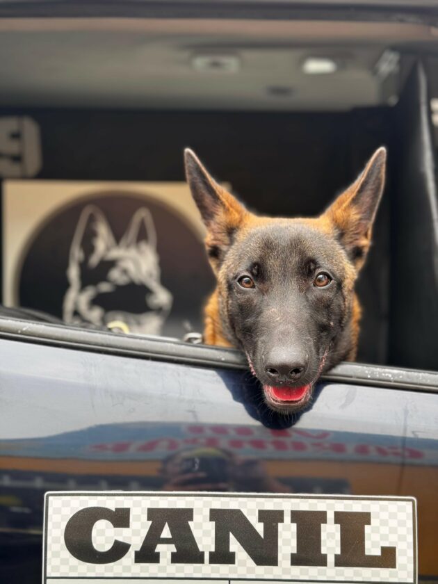 Veterano do Canil da GCM de Jacareí vai se aposentar; conheça o cãozinho sucessor que está sendo treinado