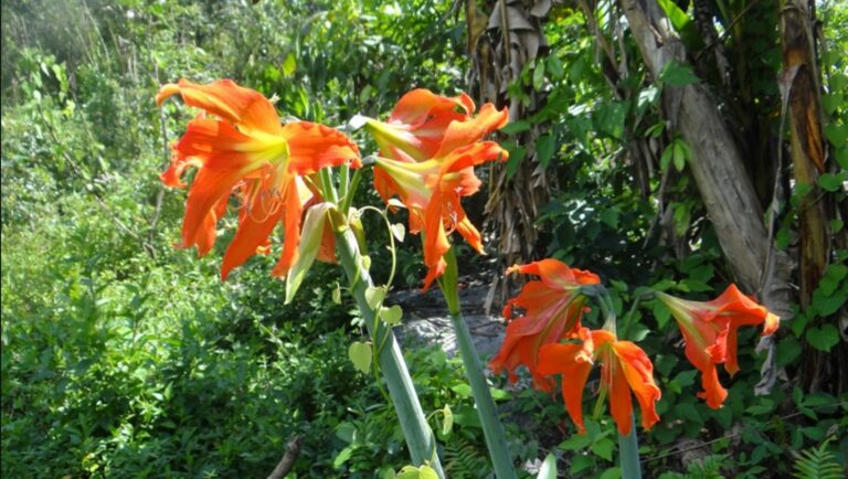 Expedição redescobre plantas consideradas extintas em SP