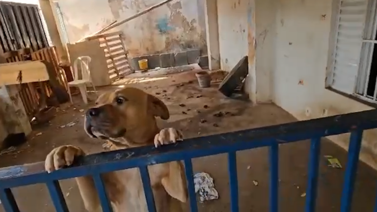 Denúncia anônima resulta no resgate de animais em situação insalubre