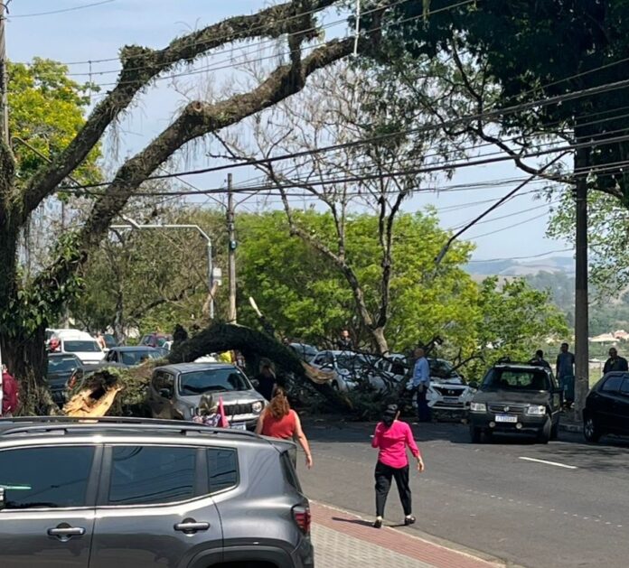 Galho de árvore cai e interdita avenida em São José dos Campos