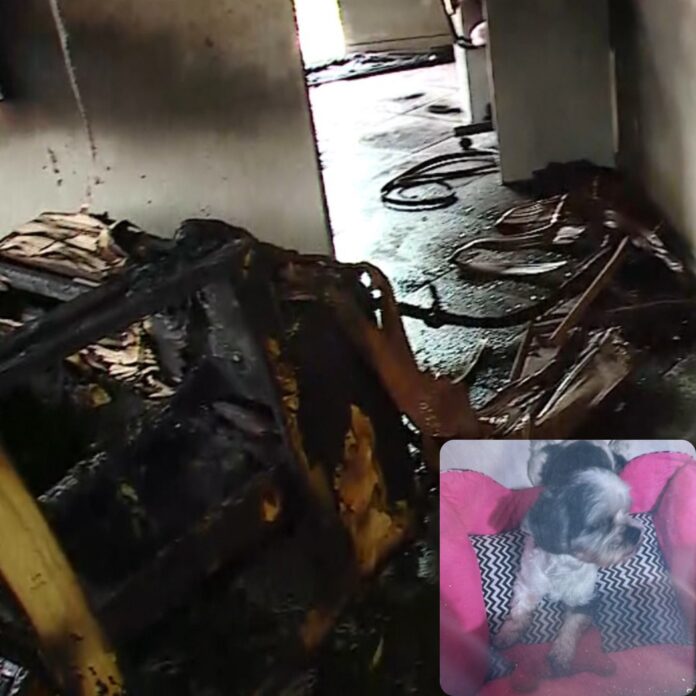 Casa pega fogo em Campinas e cachorrinha morre por inalar fumaça
