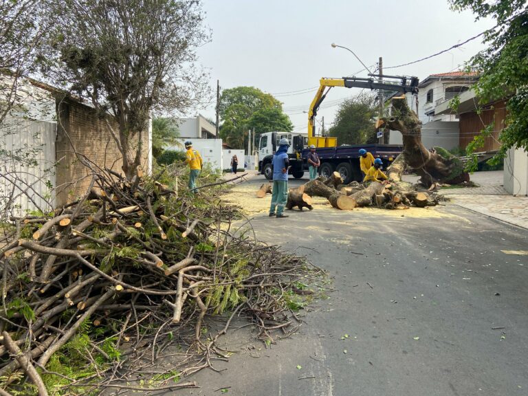 Árvore de grande porte cai sobre fiação e deixa bairro sem energia