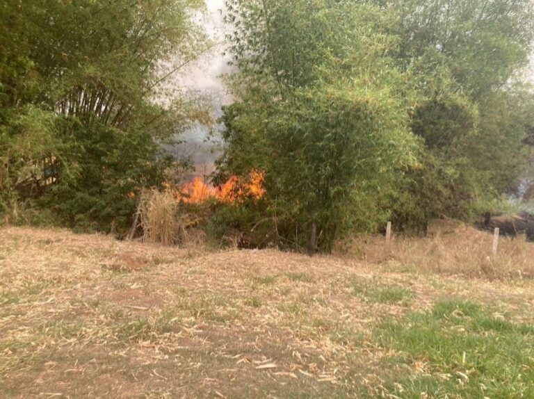 MP denuncia homens acusados de incendiar mata à beira de rodovia em Penápolis