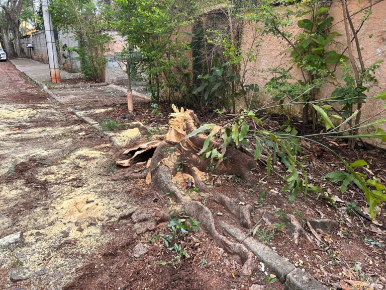 Árvore que caiu em cima de mulher em Campinas é retirada pela Prefeitura