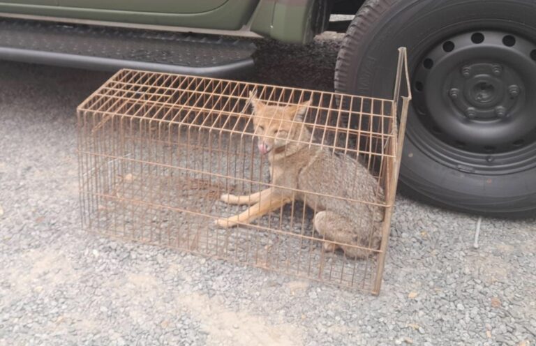 Raposa-do-campo aparece em Igreja e é resgata pela Guarda municipal