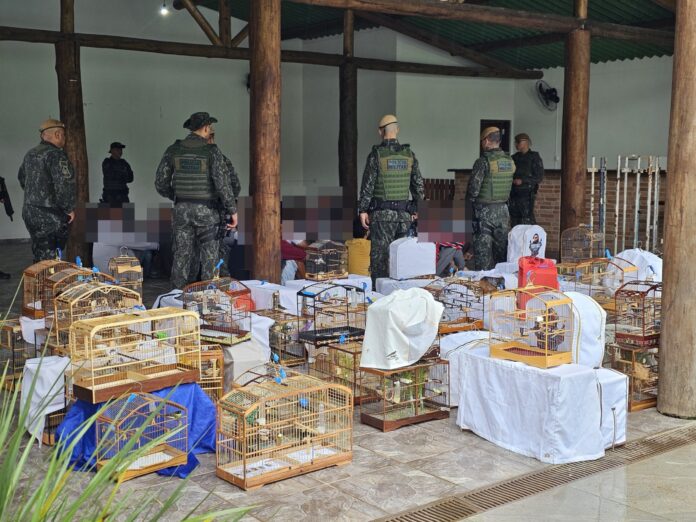 Polícia apreende quase cem pássaros em torneio irregular de canto de aves em São Sebastião Polícia apreende quase cem pássaros em torneio irregular de canto de aves em São Sebastião