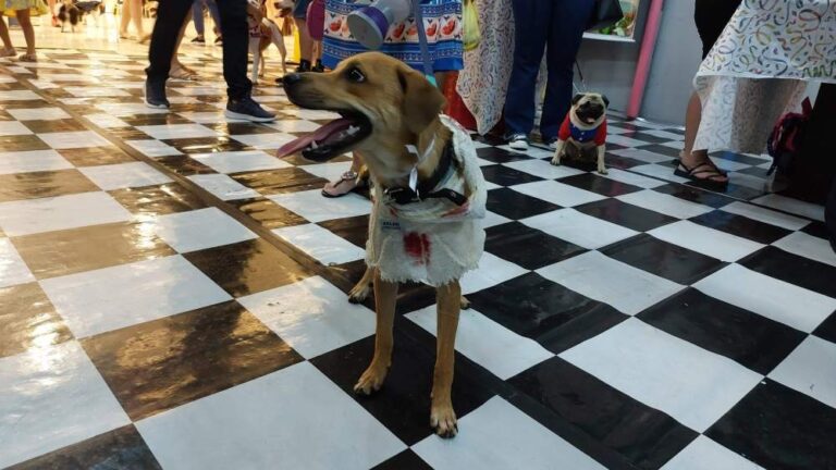 Shopping Praça Nova realiza encontro pet especial de Halloween neste sábado