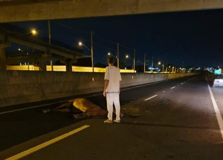 Motociclista fica ferido após colidir com cavalo na rodovia Elyeser Montenegro Magalhães