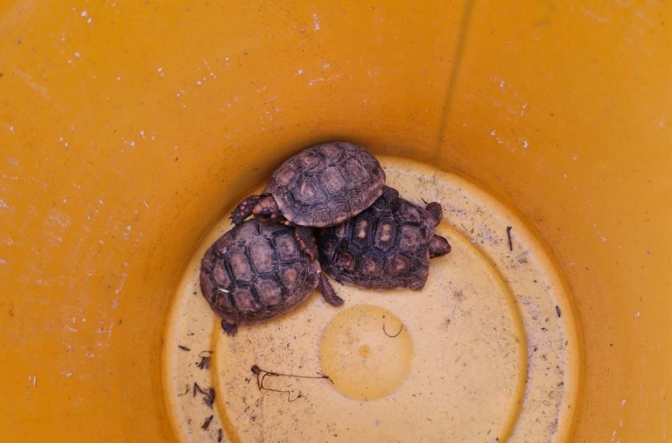 Os cachorros foram resgatados e encaminhados para avaliação veterinária, enquanto os jabutis foram levados a instituições autorizadas.