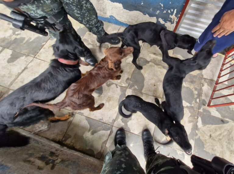 Homem de 55 anos é multado em R$ 45 mil por maus-tratos contra cachorros e jabutis em Caraguatatuba