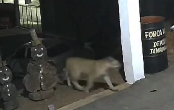 Onça é flagrada por câmeras de segurança em batalhão da PM
