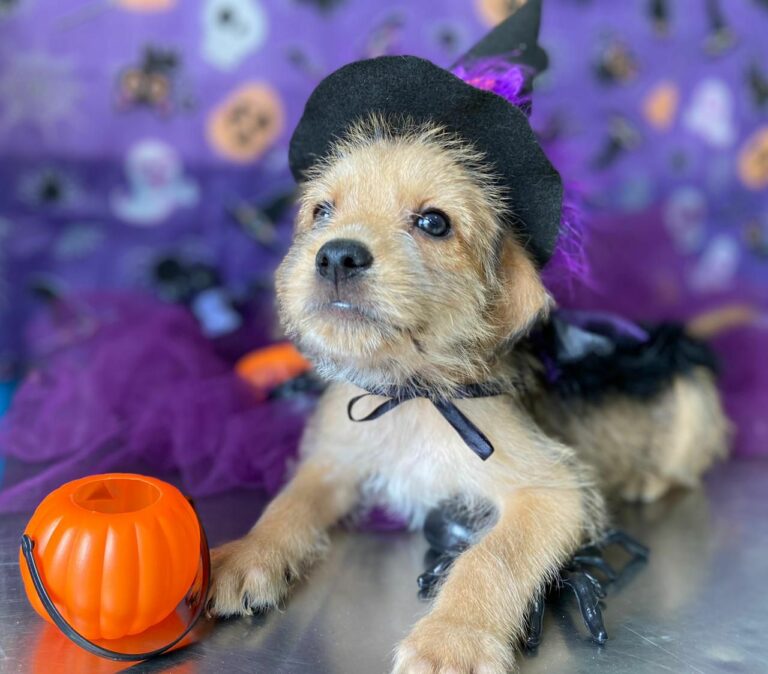 Cerca de 140 pets aguardam adoção em Centro de Controle de Zoonoses de Bertioga; Saiba mais