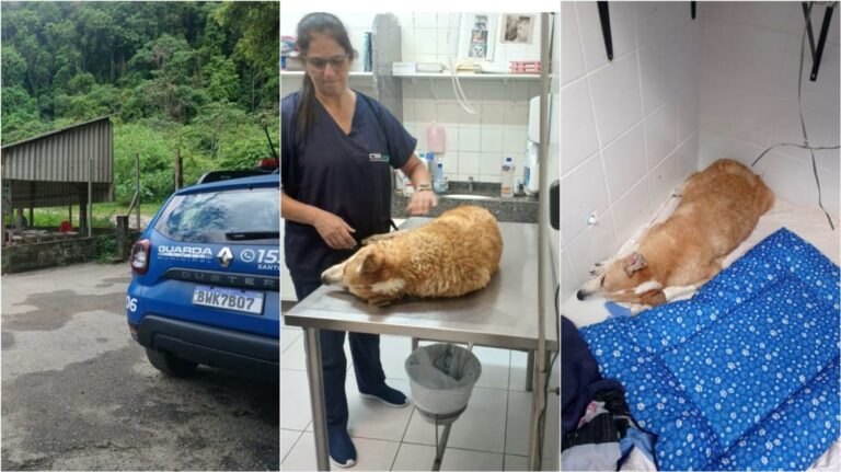 Cão em situação de maus-tratos é resgatado em Santos e tutor é multado