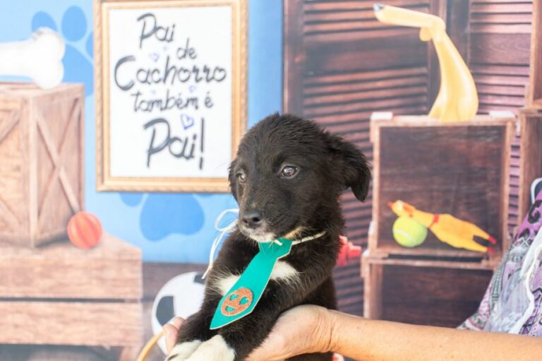 INÉDITO! São Vicente realiza primeiro evento de adoção de cães com deficiência