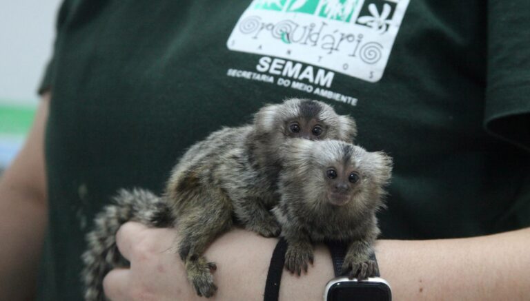 Saguis roubados do Orquidário de Santos por menores infratores se recuperam do trauma
