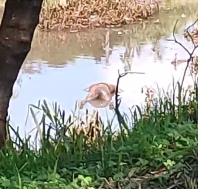 VÍDEO: Cadáver é encontrado em córrego da avenida Maurílio Biagi; causa da morte ainda é mistério
