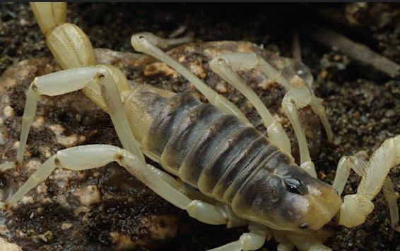 Cuidado com os escorpiões: Atenção deve ser redobrada nos parquinhos