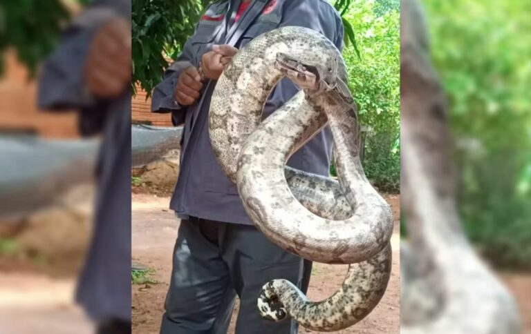 Idosa encontra jiboia de quase 2 metros na sala de casa no interior de SP