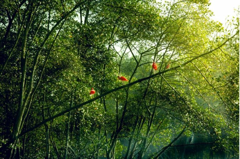 Cubatão é destaque na recuperação ambiental e há 30 anos não registra episódio crítico de poluição atmosférica