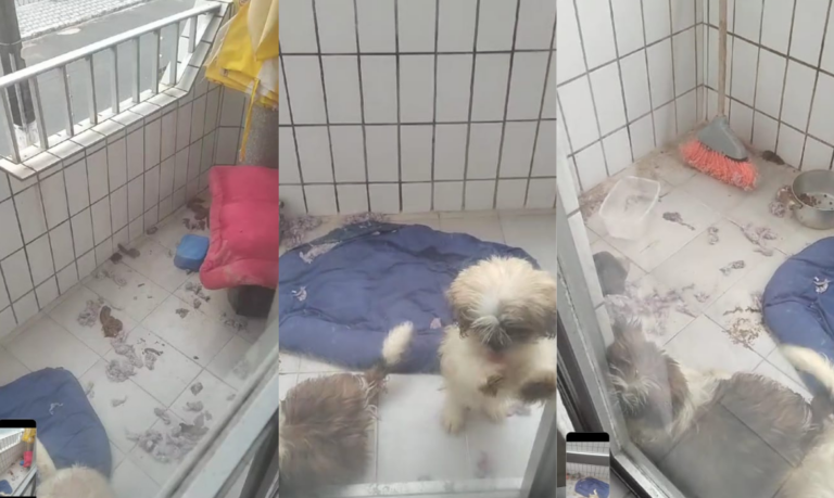 Crueldade! Mulher é presa por maus-tratos à três cães em Praia Grande