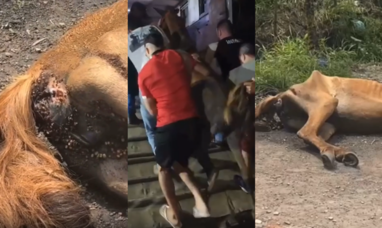 Égua é encontrada abandonada totalmente debilitada em canal de Praia Grande; VÍDEO