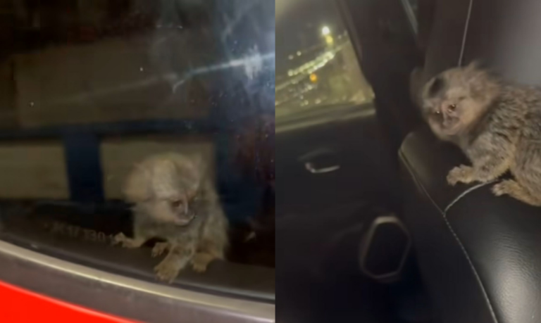 Sagui é resgatado após ser abandonado dentro de carro em São Vicente