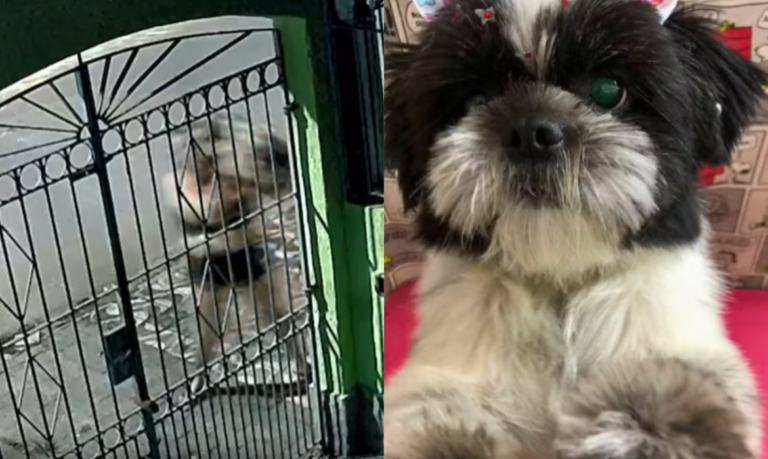 Cadela furtada em garagem de residência em Praia Grande é encontrada abandonada na rua