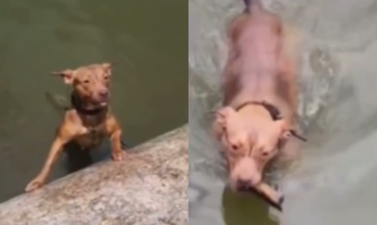 LIÇÃO ANIMAL: Cachorro caramelo mergulha e tira lixo de fundo de lagoa em São Vicente