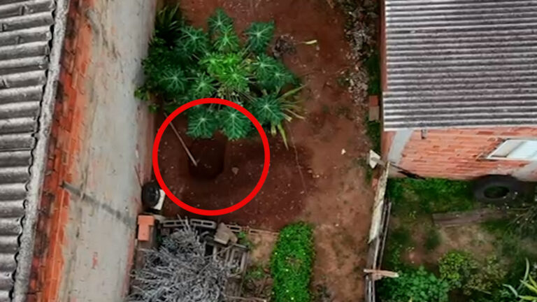 Homem é preso por matar e enterrar os cães de estimação da própria mãe