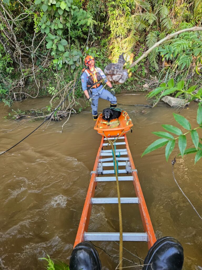 Bombeiros resgatam cachorro no Rio Jundiaí em Campo Limpo Paulista