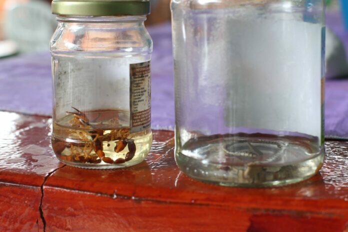 Criança de cinco anos e avó são picadas por escorpião em supermercado