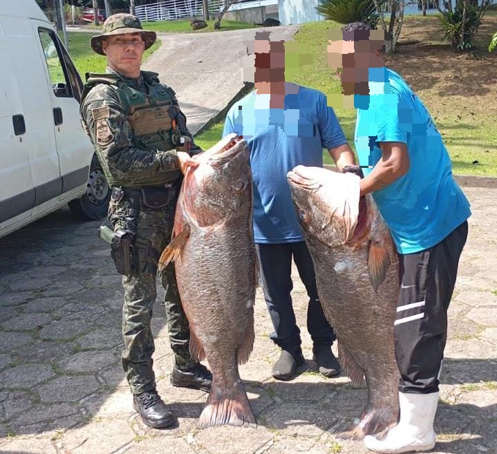 PM Ambiental apreende mais de 380 kg de peixe ameaçado de extinção em Ubatuba