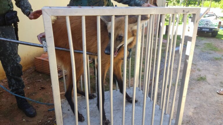 VÍDEO: PM Ambiental resgata Lobo-guará de casa em Guaratinguetá