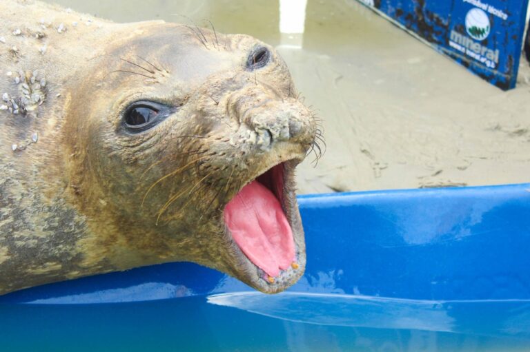 Elefante-marinho-do-sul encontrado encalhado em praia de Guarujá volta ao mar após uma semana