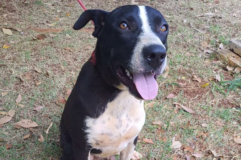 Deputados e ativistas debatem leis contra maus-tratos a animais em Araçatuba