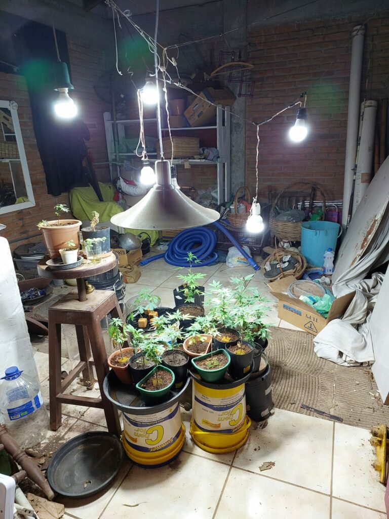 Polícia apreende 52 pés de maconha na região