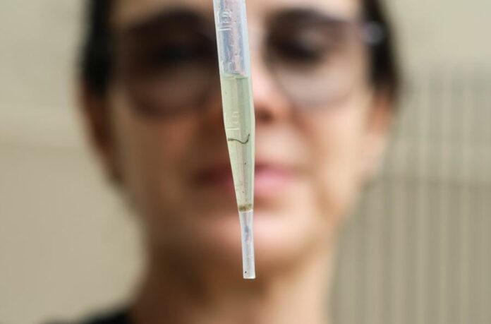 Campinas confirma mais 3 mortes por dengue na cidade: número sobe para 80