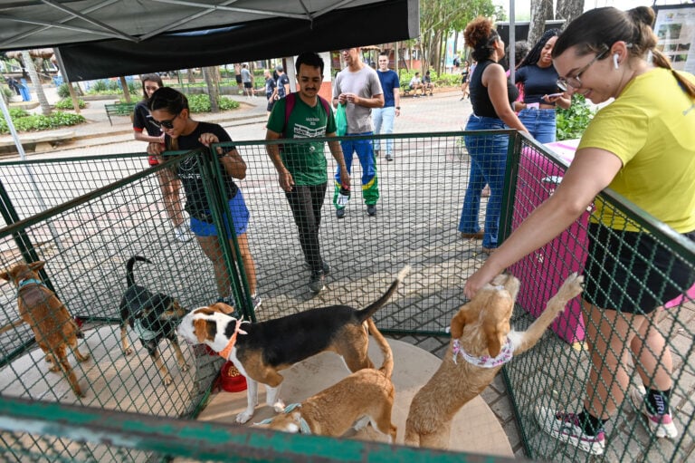 Última edição do ano da Feira de Adoção de Animais do DPBEA acontece neste sábado, no Shopping Unimart