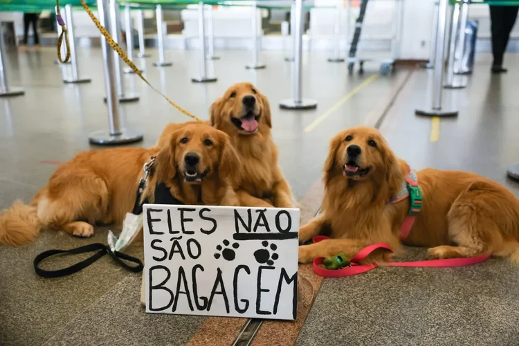 Assembleia de SP aprova lei para regular transporte de pets em avião